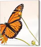 Monarch Butterfly In Flight Canvas Print