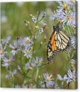 Monarch Butterfly Canvas Print