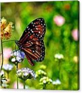 Monarch Butterfly Canvas Print