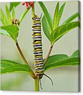 Monarch Caterpillar And Milkweed Canvas Print