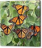 Monarch Migration Canvas Print