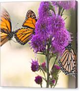 Monarch Movement Canvas Print