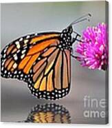Monarch On A Pink Flower Canvas Print