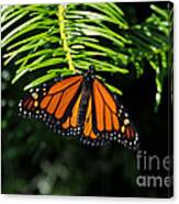 Monarch On Evergreen Canvas Print
