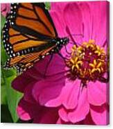 Monarch On Pink Canvas Print