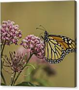 Monarch On Swamp Milkweed Canvas Print