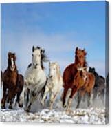 Mongolia Horses Canvas Print