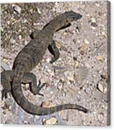 Monitor Lizard  - Western Australia Canvas Print