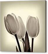 Monochrome Tulips With Vignette Canvas Print