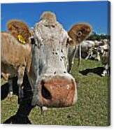 Moo Canvas Print