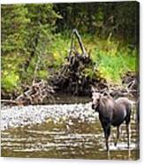 Moose In Yellowstone National Park Canvas Print