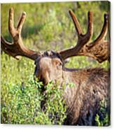 Moose Munching Bush Canvas Print