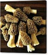 Morel Mushrooms Canvas Print