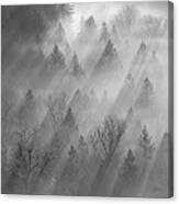 Morning Light Canvas Print