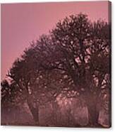 Morning Whispers In Mississippi Canvas Print
