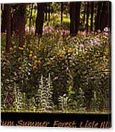 Morton Arboretum Summer Forest 2013 Canvas Print