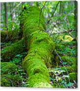 Moss Covered Tree Canvas Print