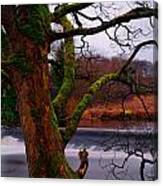 Mossy Tree Leaning Over The Smooth River Wharfe Canvas Print