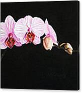 Moth Orchid Canvas Print