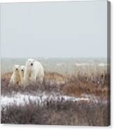 Mother & Cubs At The Seaside Canvas Print