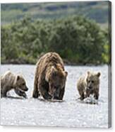 Mother Brown Bear With Two Cubs Ready To Eat Canvas Print