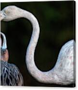 Mother Flamingo With Chick Canvas Print