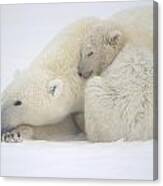 Mother Polar Bear & Cub Huddle In Snow Canvas Print