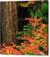 Mount Rainier Fall Foliage Canvas Print