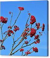 Mountain Ash And Blue Sky Canvas Print