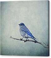 Mountain Blue Bird Canvas Print