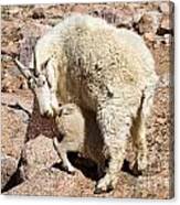 Mountain Goat Kid At Lunch Time On Mount Evans Canvas Print