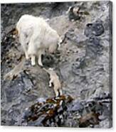 Mountain Goat Mother Encouraging The Kid Canvas Print