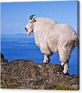 Mountain Goat On Klahane Ridge Canvas Print