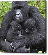 Mountain Gorilla Mother And Twins Canvas Print