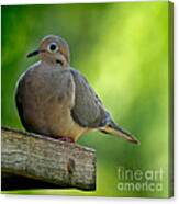 Mourning Dove At Feeder Canvas Print