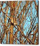 Mourning Dove Camouflaged Canvas Print