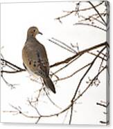 Mourning Dove Canvas Print