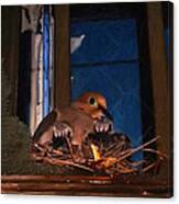 Mourning Dove With Chicks Canvas Print