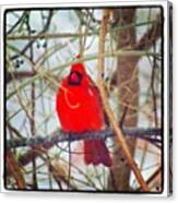 Mr. Cardinal #birdfreaks #birdsplanet Canvas Print