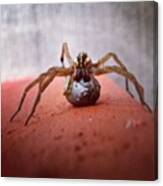 Ms. Rabid Wolf Spider Thought She Could Canvas Print