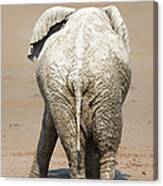 Muddy Elephant With Funny Stance Canvas Print