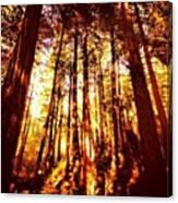 #muirwoods #redwoods #forest Canvas Print