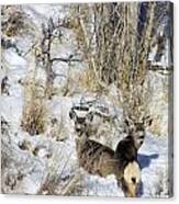 Mule Deer In The Canyon Canvas Print