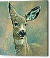 Muley Fawn At Six Months Canvas Print