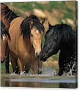 Mustangs At Waterhole In Summer Canvas Print