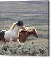 Mustangs On The Move Canvas Print