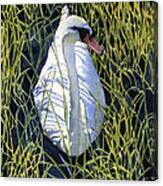 Mute Swan Canvas Print