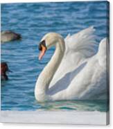 Mute Swan On St Clair River Canvas Print
