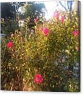 My Roses In The Evening Sun Canvas Print
