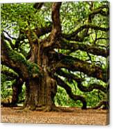 Mystical Angel Oak Tree Canvas Print